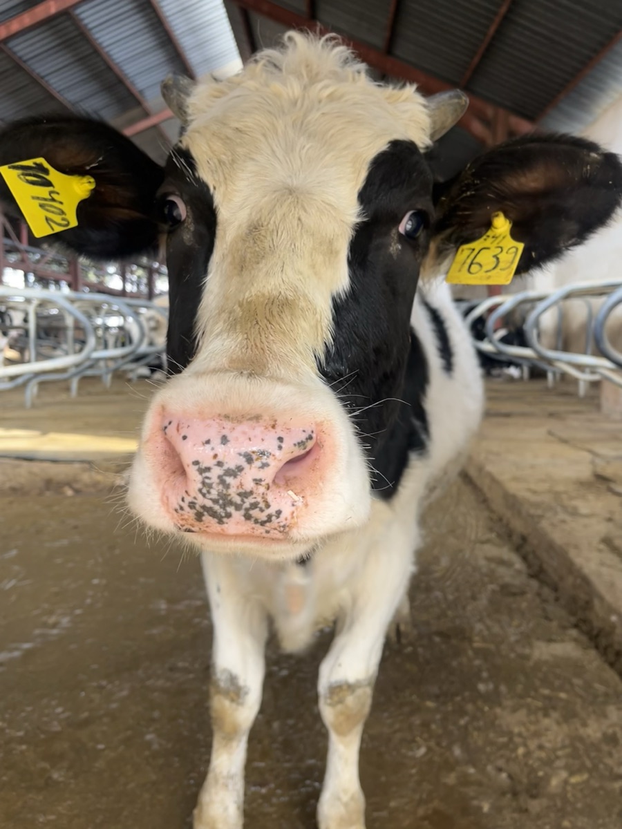 Holstein cow on a farm